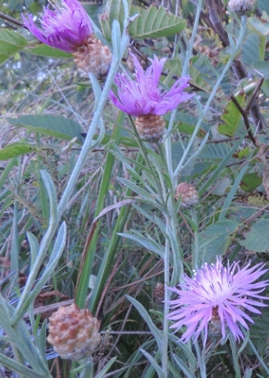 Centaurea jacea